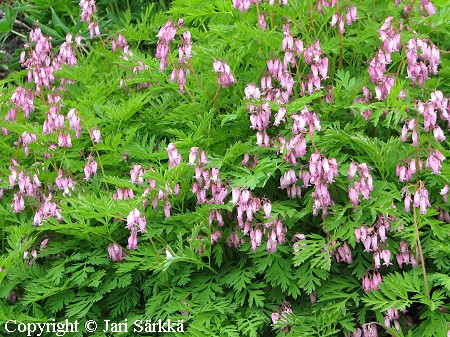 Dicentra formosa - kespikkusydn - fnrikshjrta